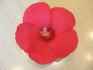 20110730-03.jpg